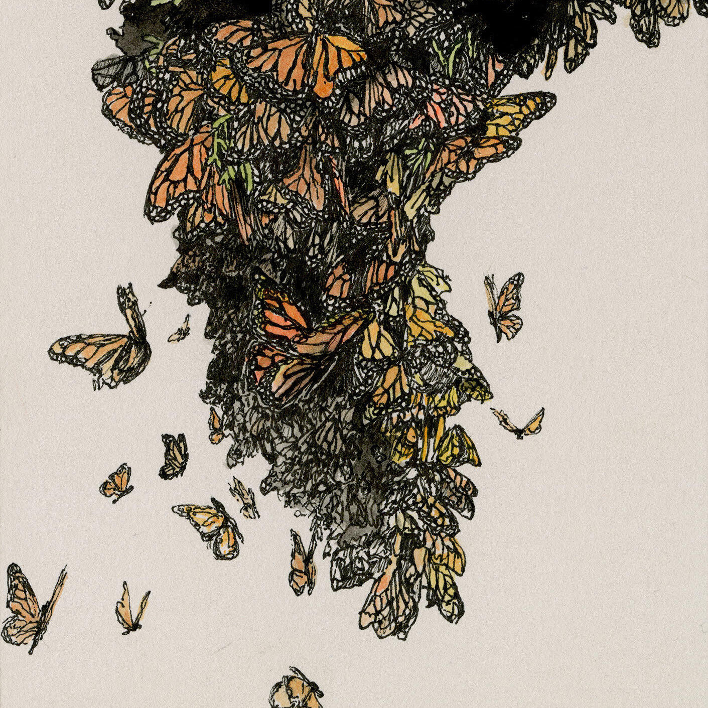 butterfly drawing square.jpg