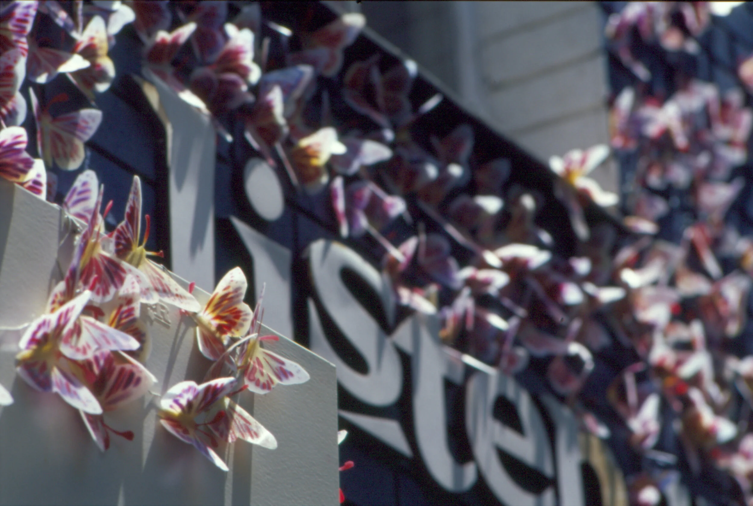 WHAT OF BUTTERFLIES, 2005