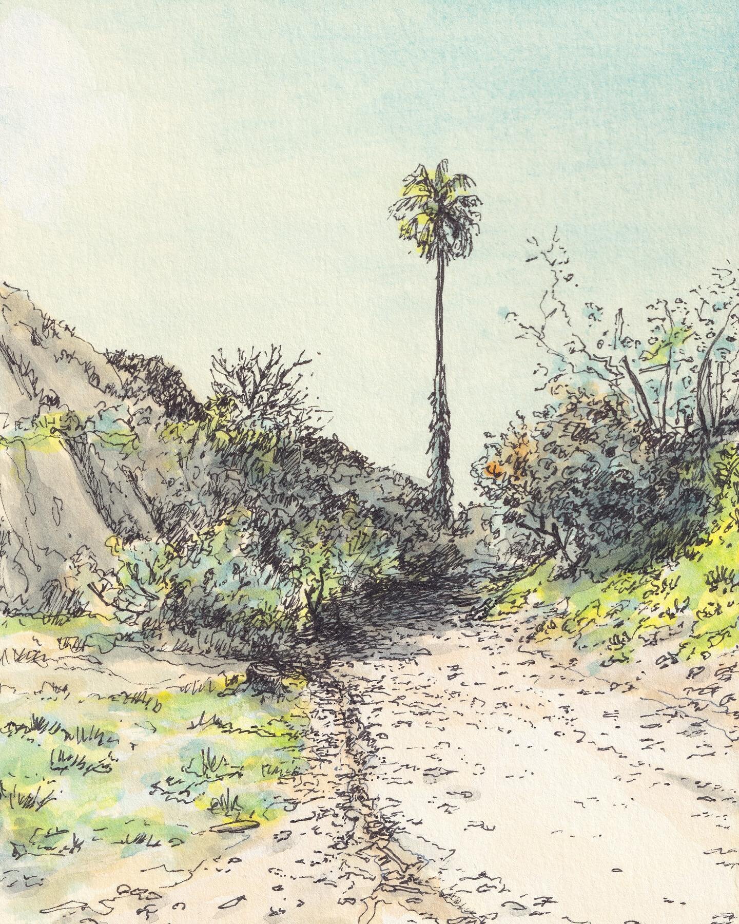___🌴___ a single palm tree at the end of the road.&nbsp;
&bull;
4.7 x 6.3 in (16 x 12cm)
Ink pen &amp; gouache on archival museum board (4 ply)
&bull;
#drawing #city #tongvaland #California #USA #illustration #documents #ink #pen #gouache #drawing #