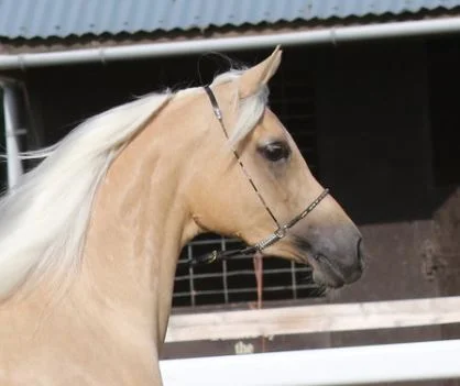 Midland Arabian Festival