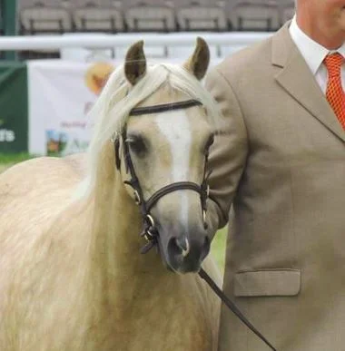 Anglesey County Show **HORSE SECTION CANCELLED**