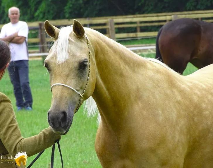 Royal Three Counties Show