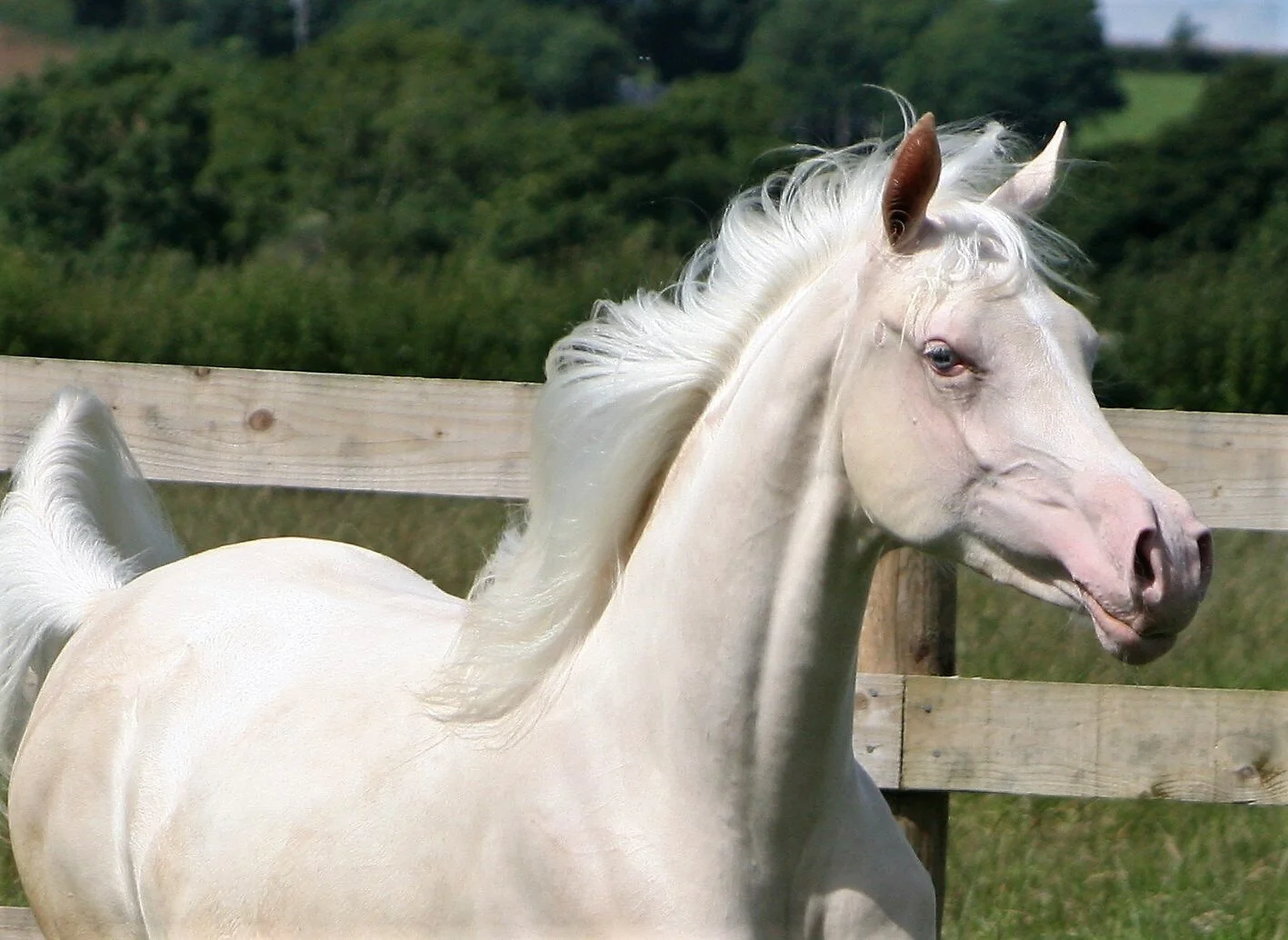 Virtual Summer Show Announced