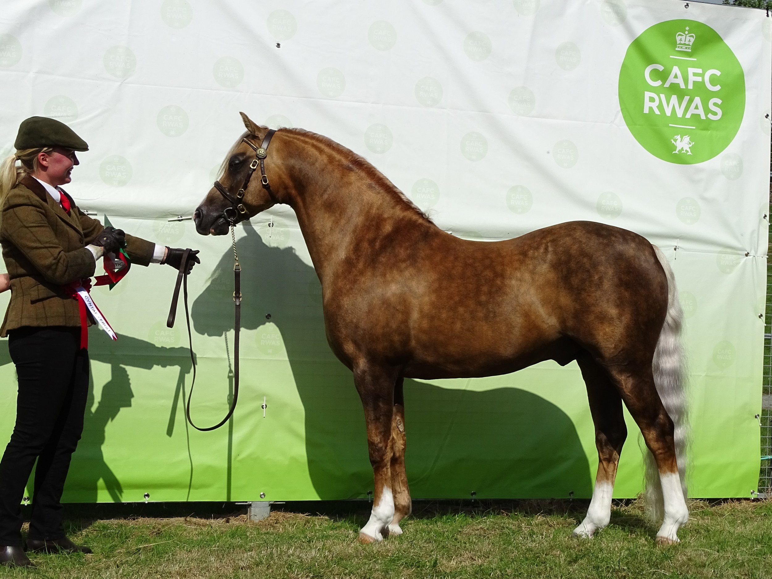 Free Show Affiliation for 2025