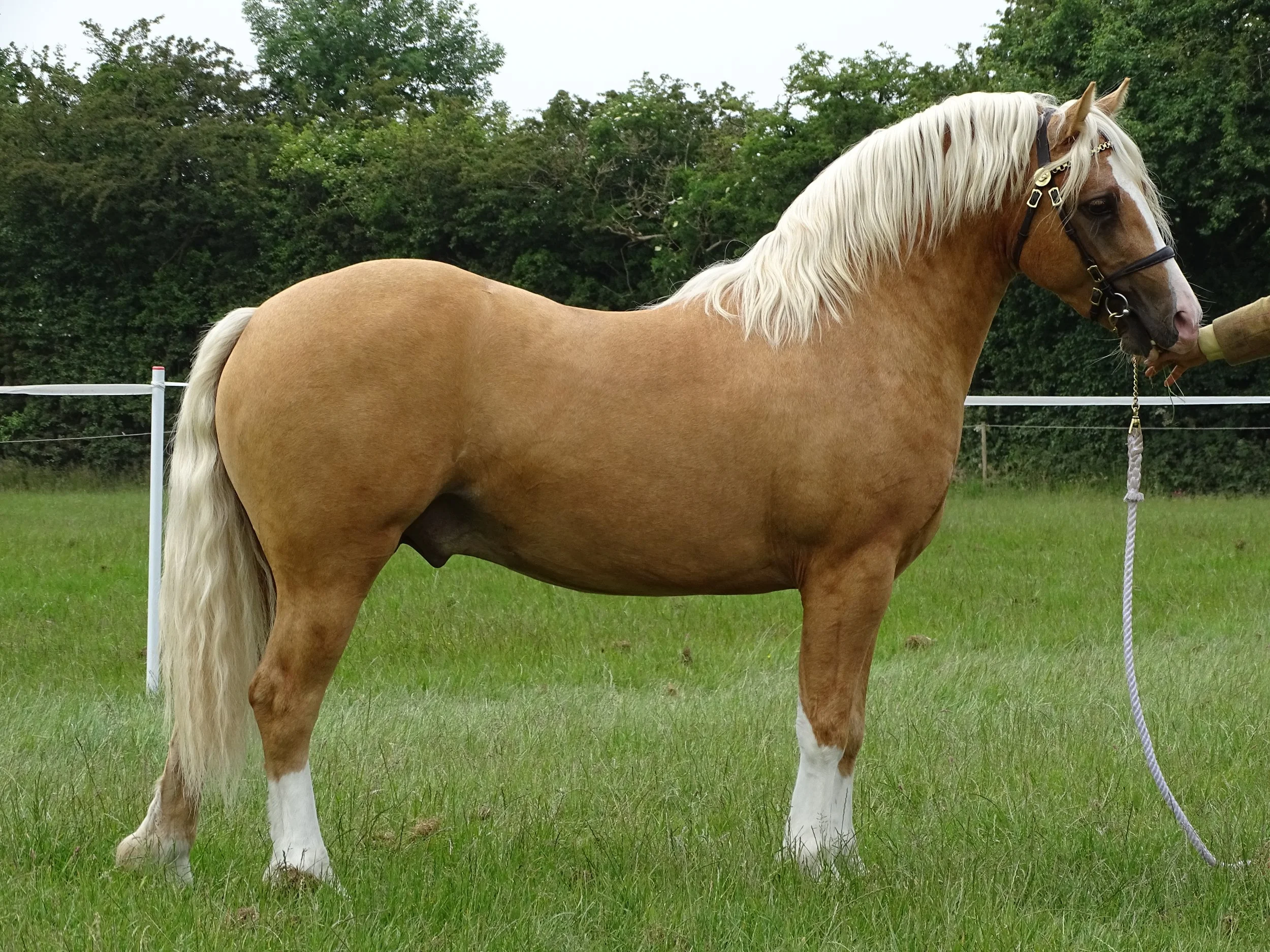 Derbyshire Festival Show