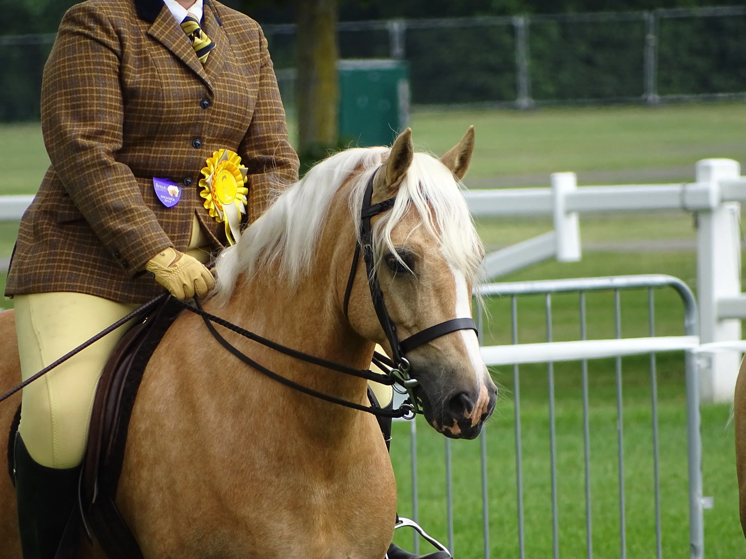 South Durham Showing Group Spring Show