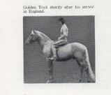 Golden Trail soon after his arrival in the UK.JPG