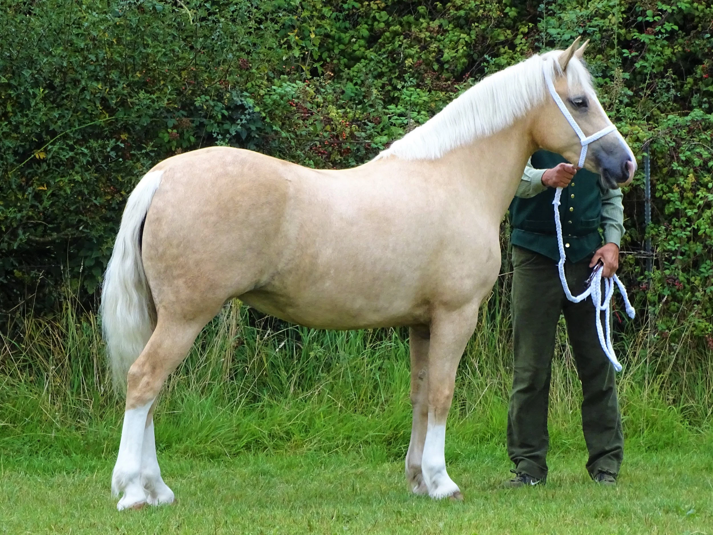 Mid Wales Summer Show