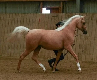 British Palomino &amp; Dilute Society Spring Show 2026 