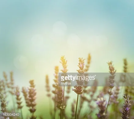 Photo by mythja/iStock / Getty Images