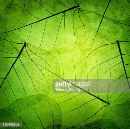 Photo by Trifonov_Evgeniy/iStock / Getty Images