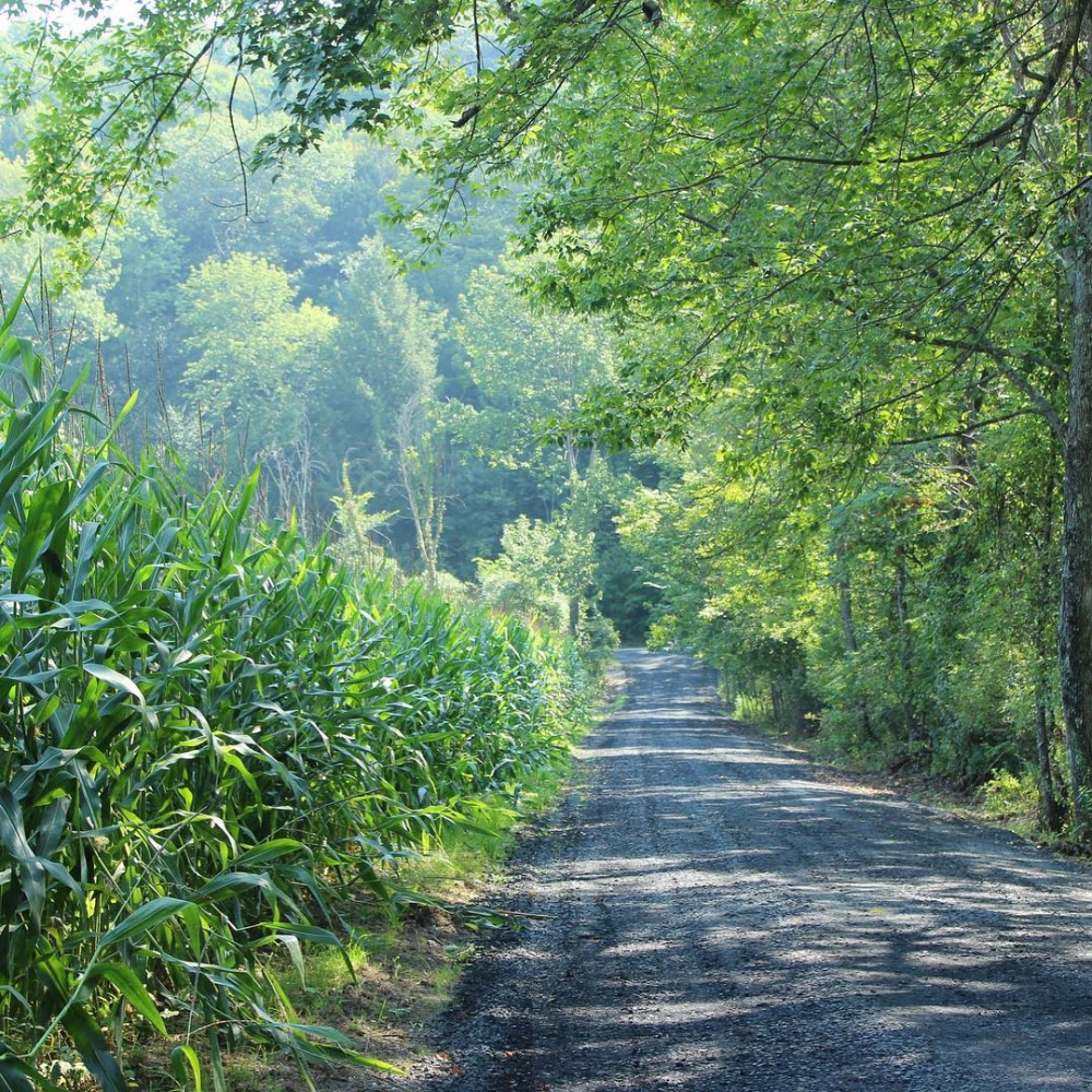 5 Actions to Cultivate Calm in Daily Life