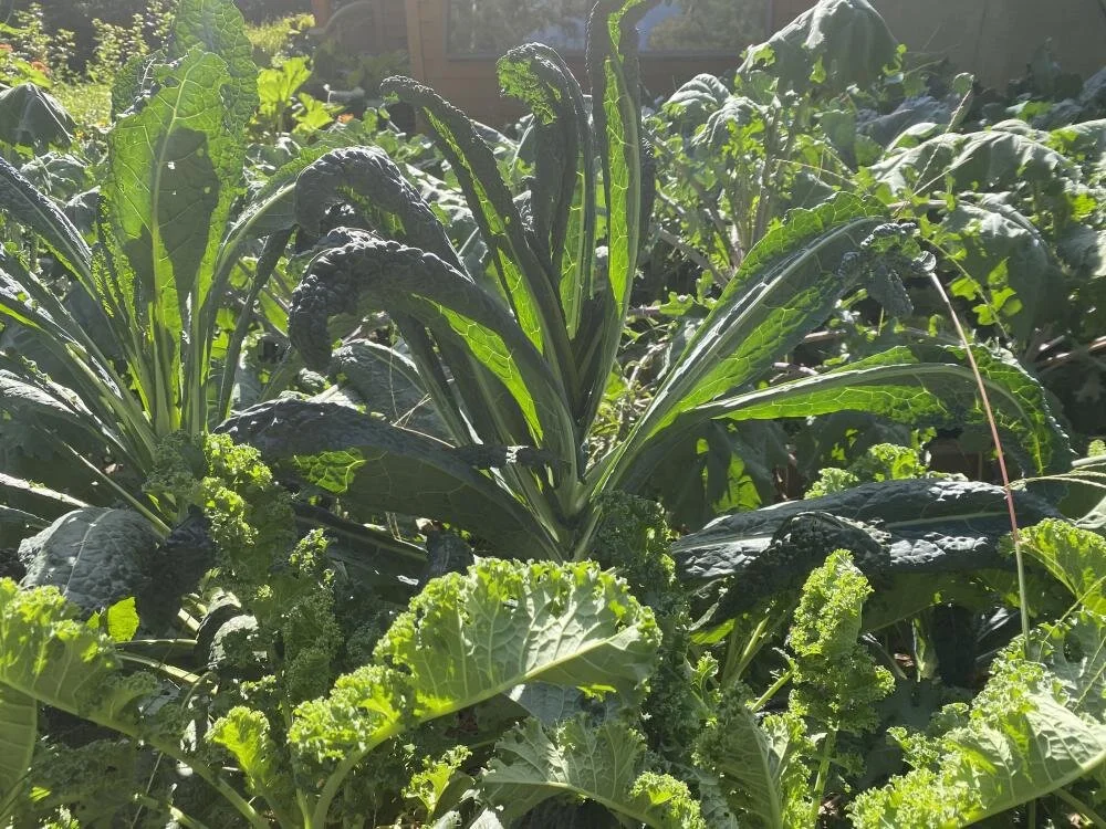 Recipe: Erbolata con Cavolo Nero