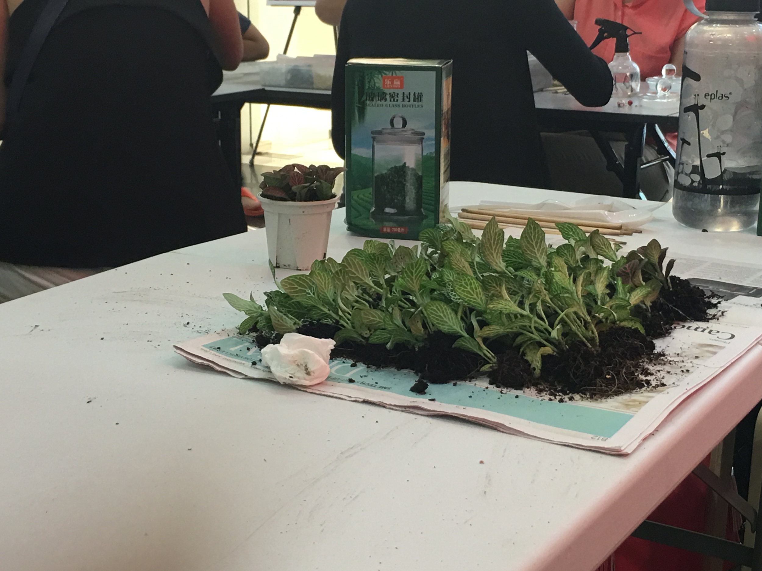 Note: Selected plants can sustain really well in terrarium environments, but it is important to keep in mind that not all plants are suitable in a terrarium. A simple google search will reveal several beautiful types of plants that you may wish to keep in your terrarium.