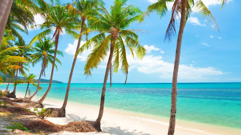 The Palm fringed, golden beaches of Koh Samui – Credit: Shutterstock
