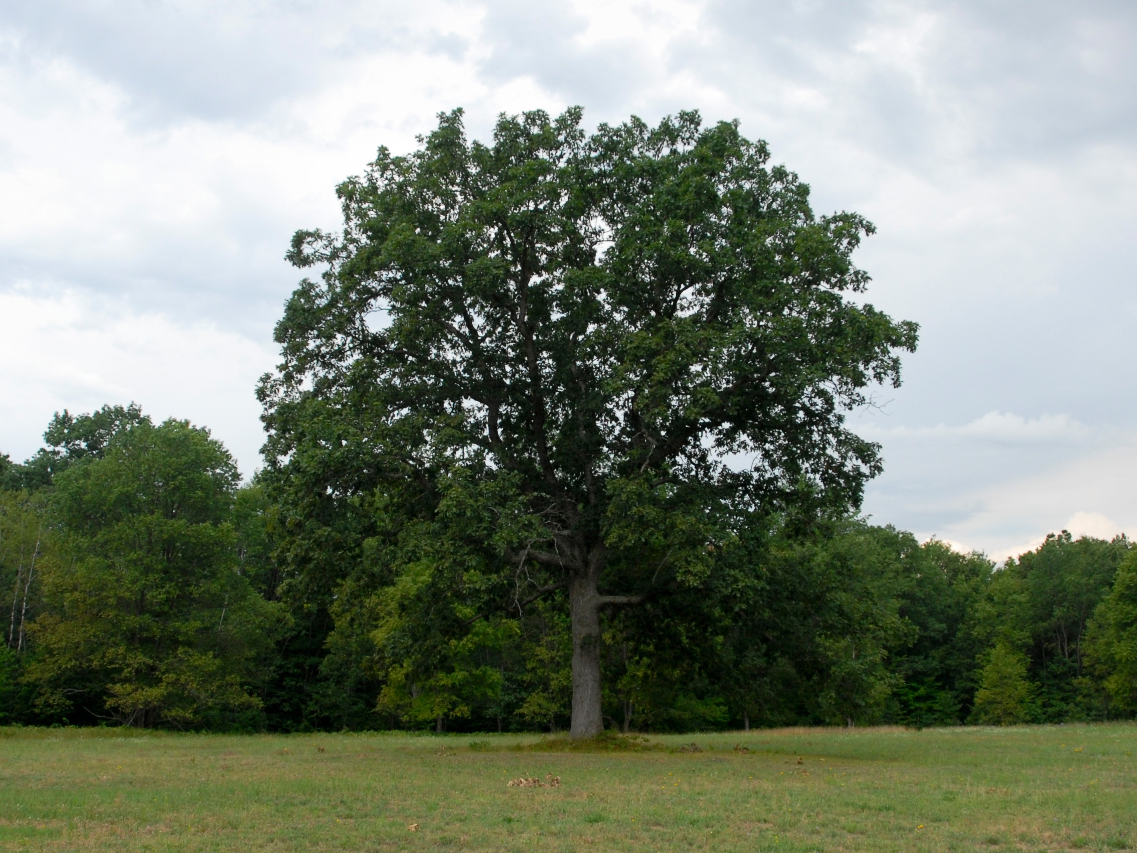 Night Stage Tree in Summer & Winter (set) Limited edition archival inket prints: (sold as set only) Two 10x15" prints ($400 for set unframed, $775 for set museum framed) or Two 5x7 prints ($100 for set, in 8x10 mats)