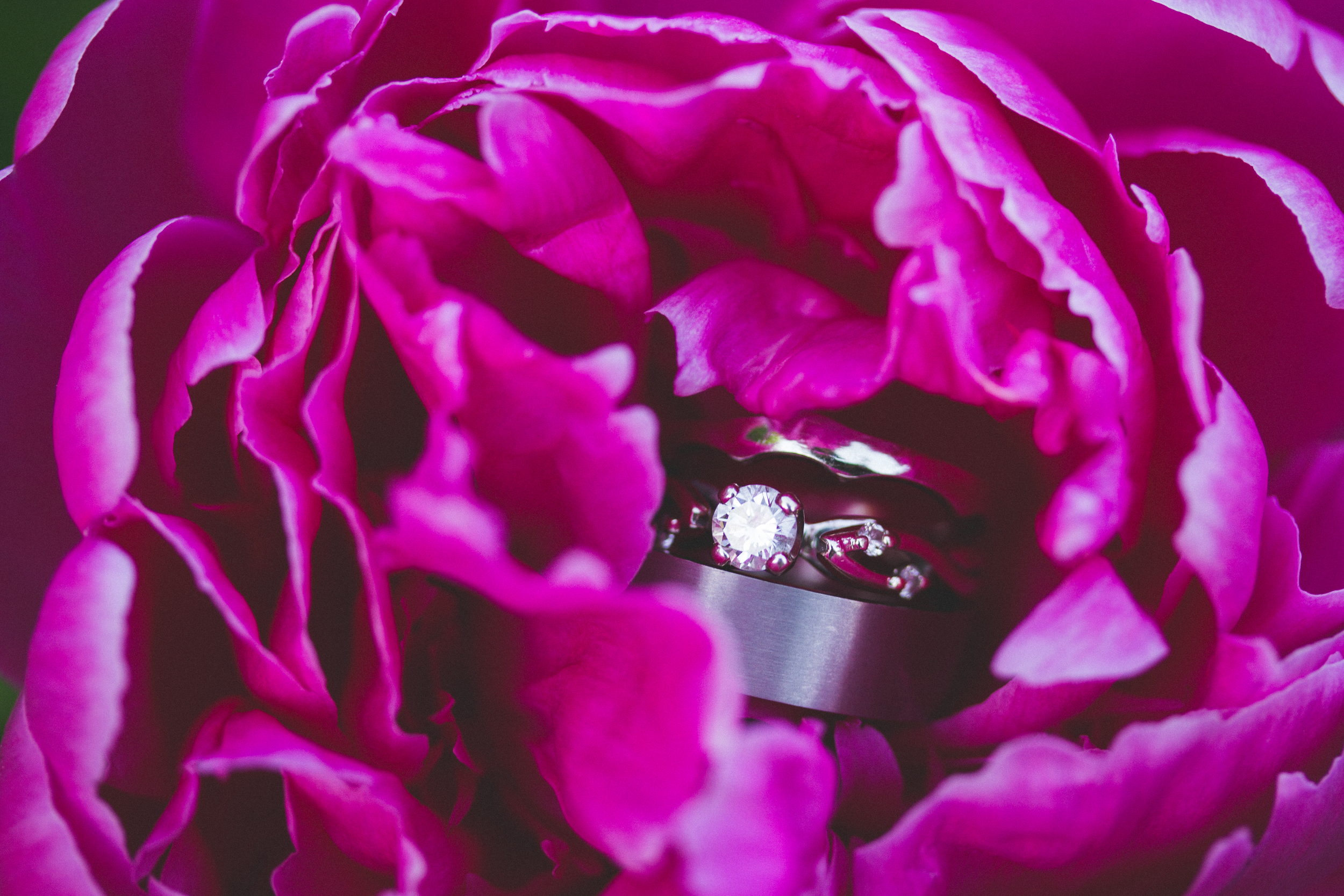 Wedding rings at Bliss Farm in Granville, Massachusetts. Sweet Alice Photography.