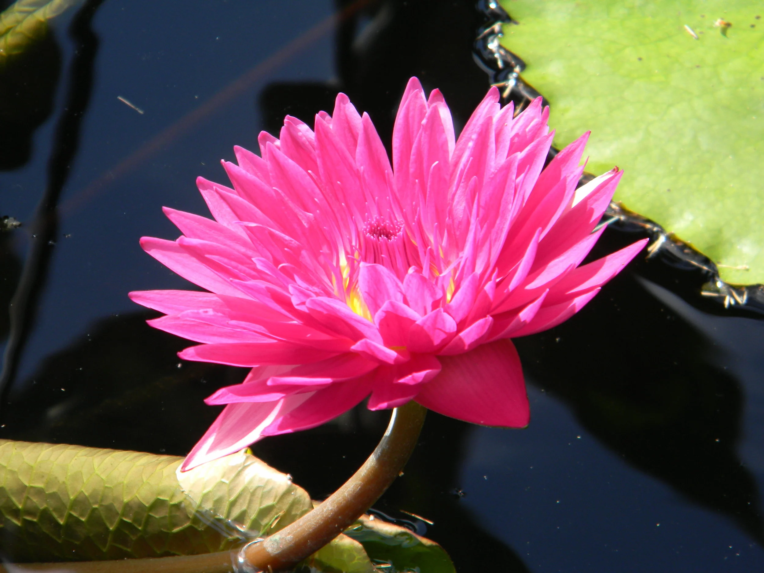 Longwood Gardens