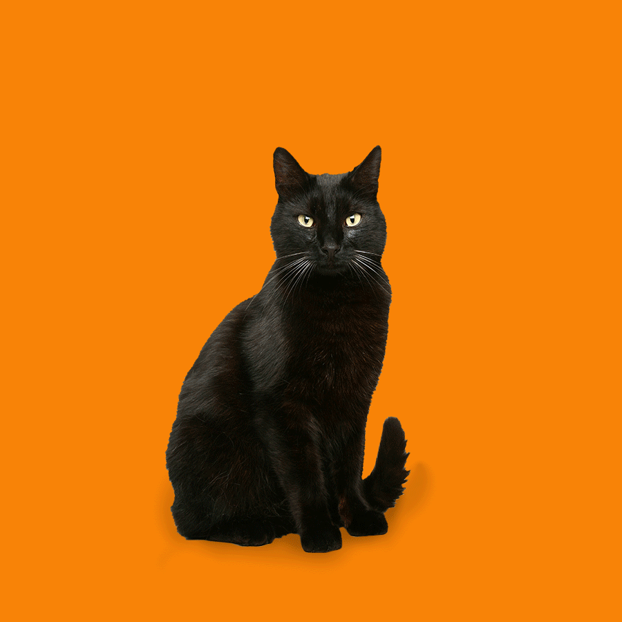 MB1696_Catlitter_halloween_v3.gif