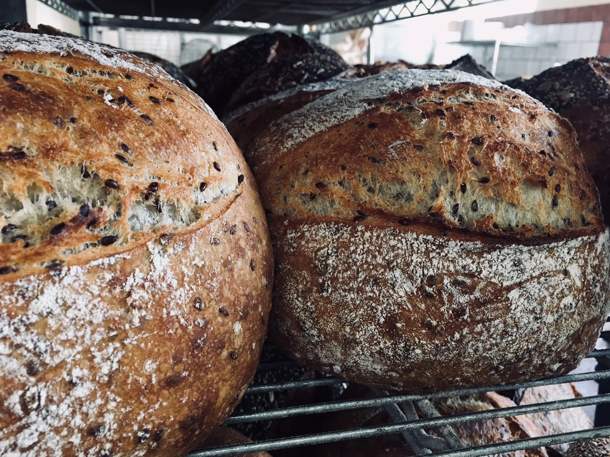 flax seed levain loaves.jpg