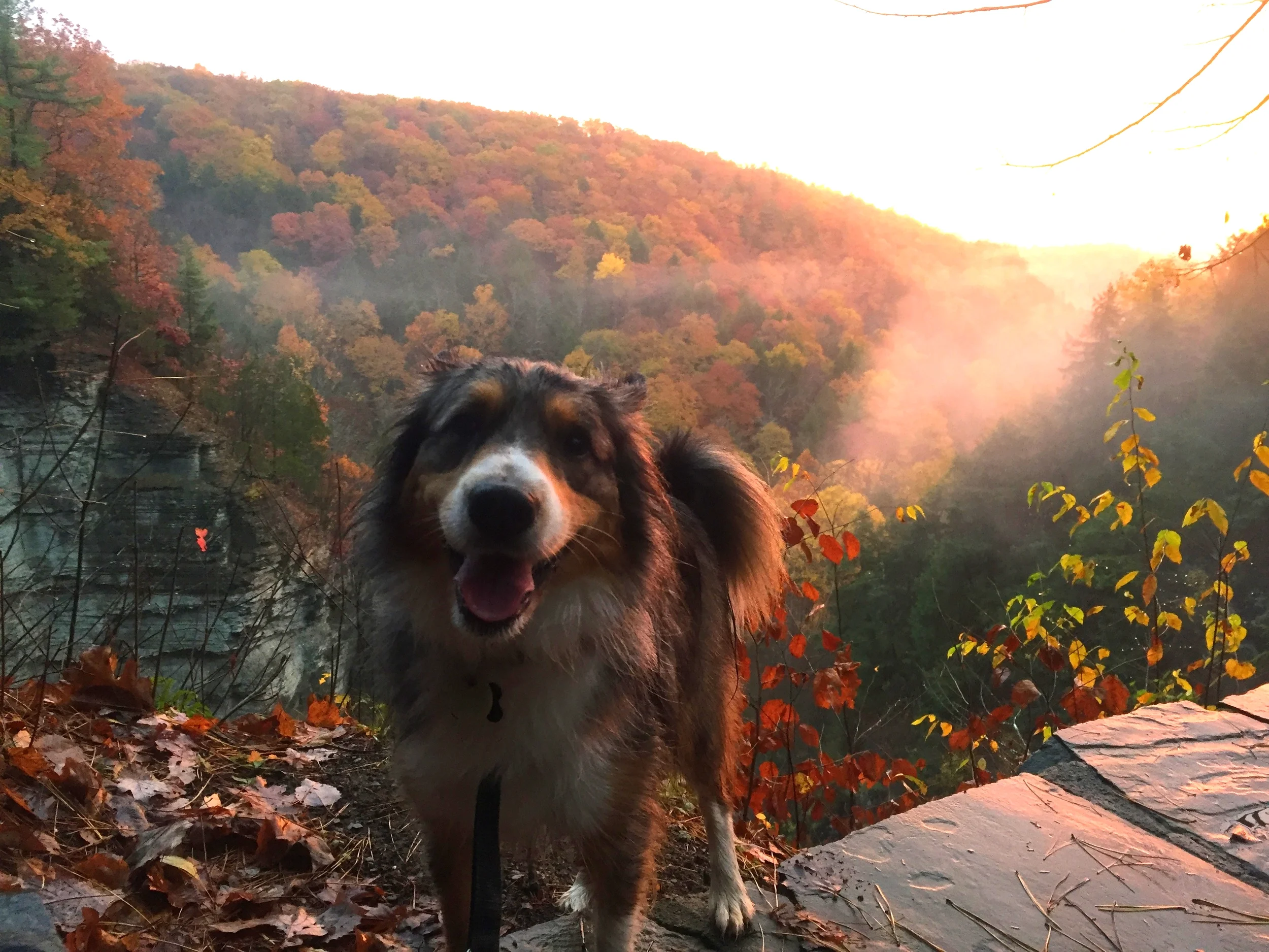 For the love of Dogs