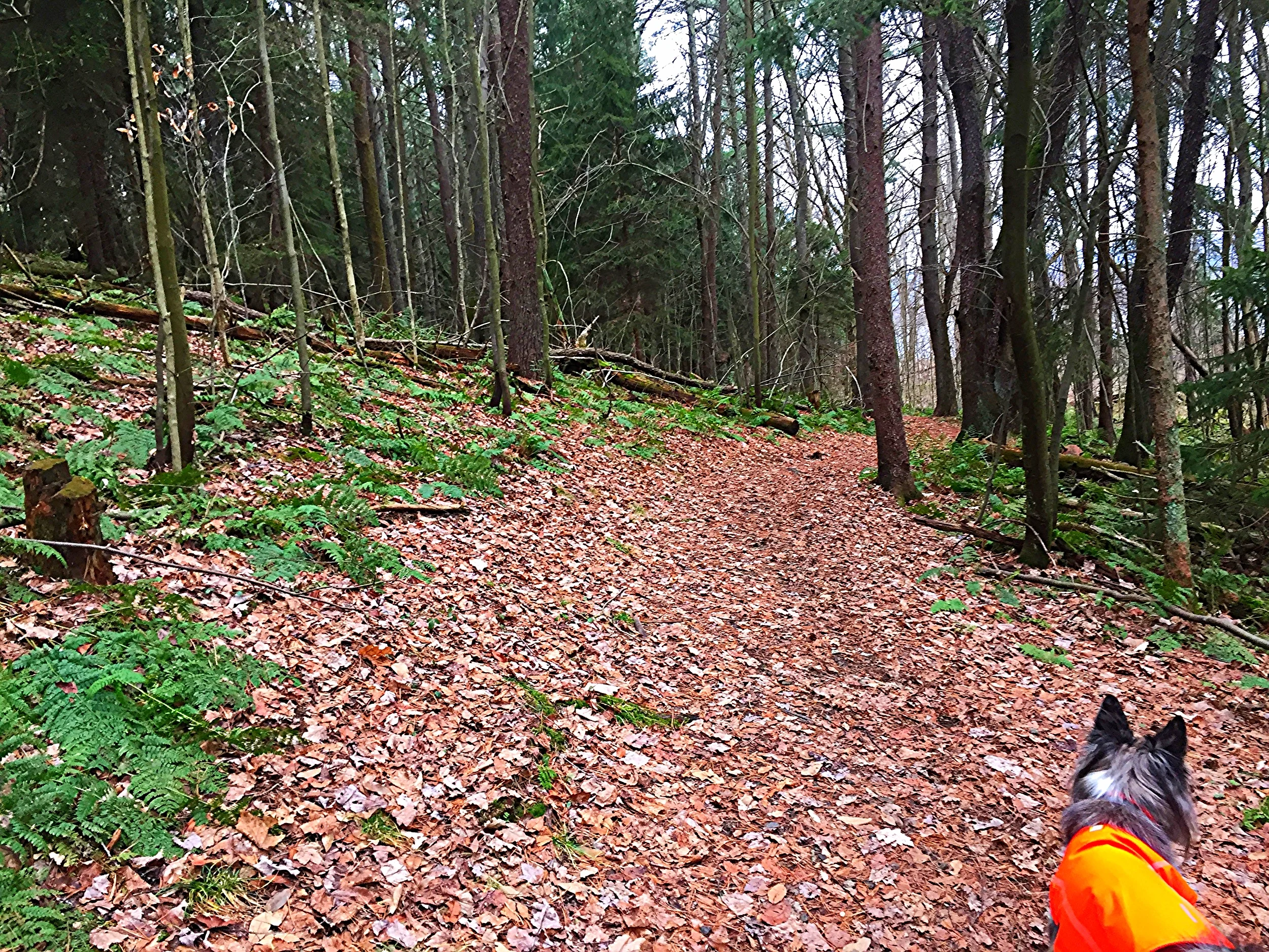 From the City to the The Trails in Western PA