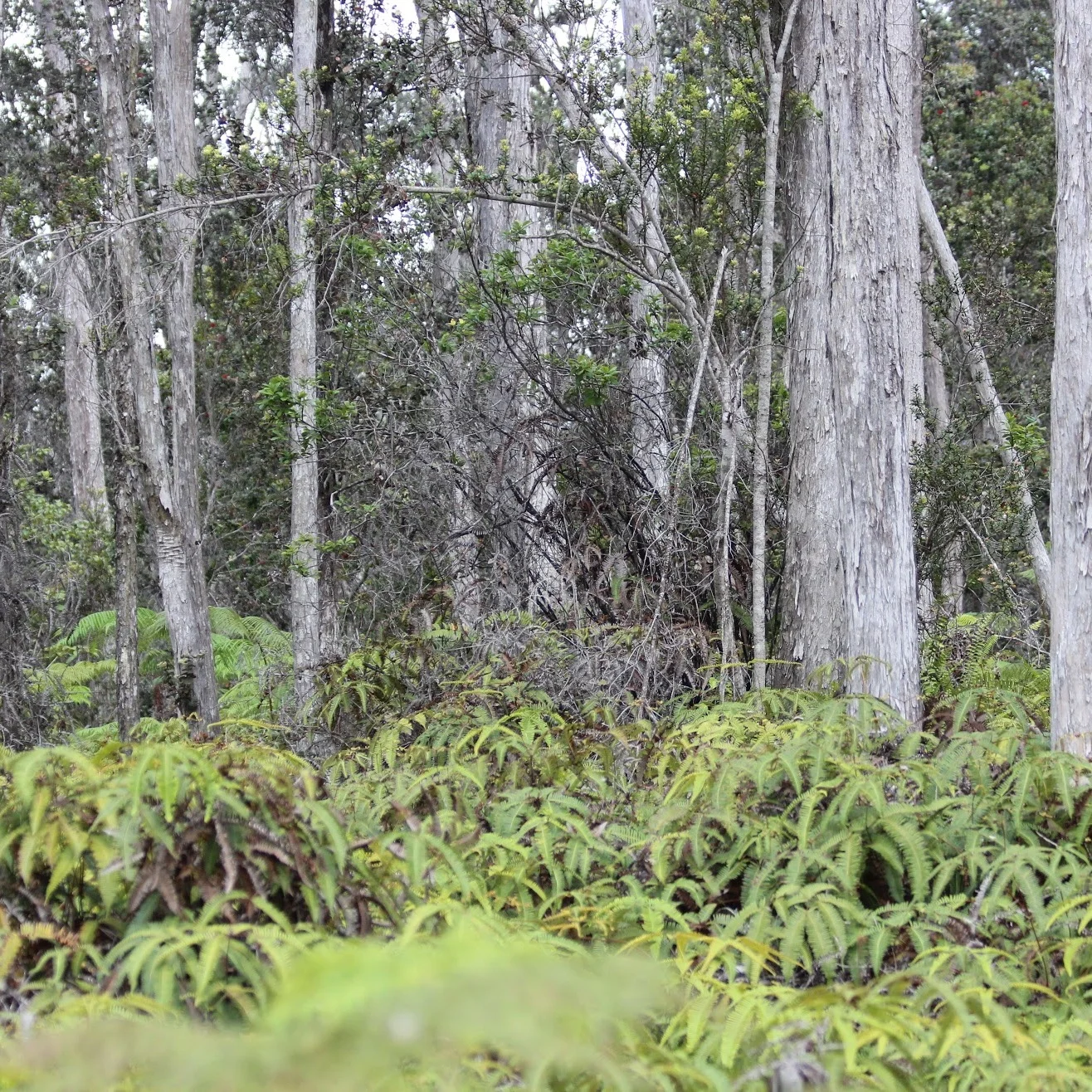 reforestation+reforest_hawaii_nyala.jpg