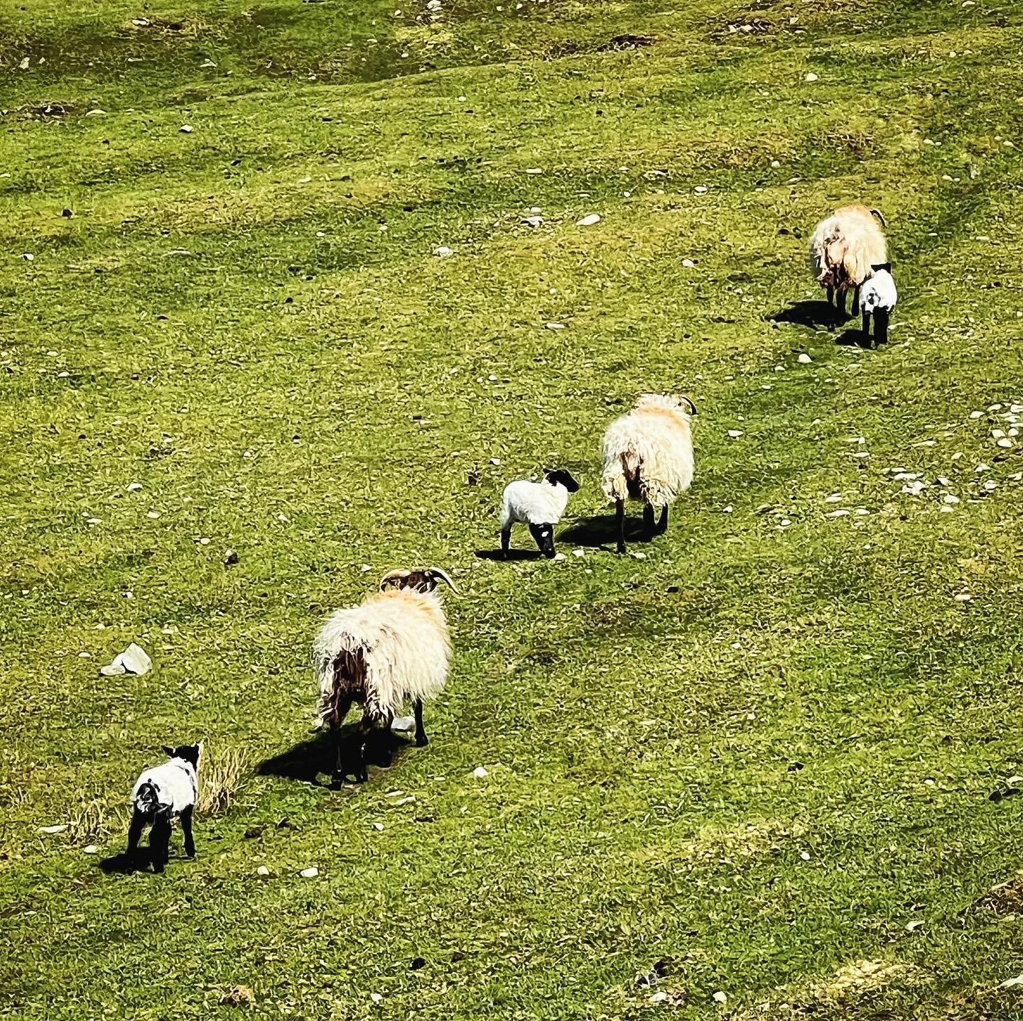 The first half of May is a great time to visit Ireland as there are baby lambs everywhere you look! #countingsheep #lambingseason