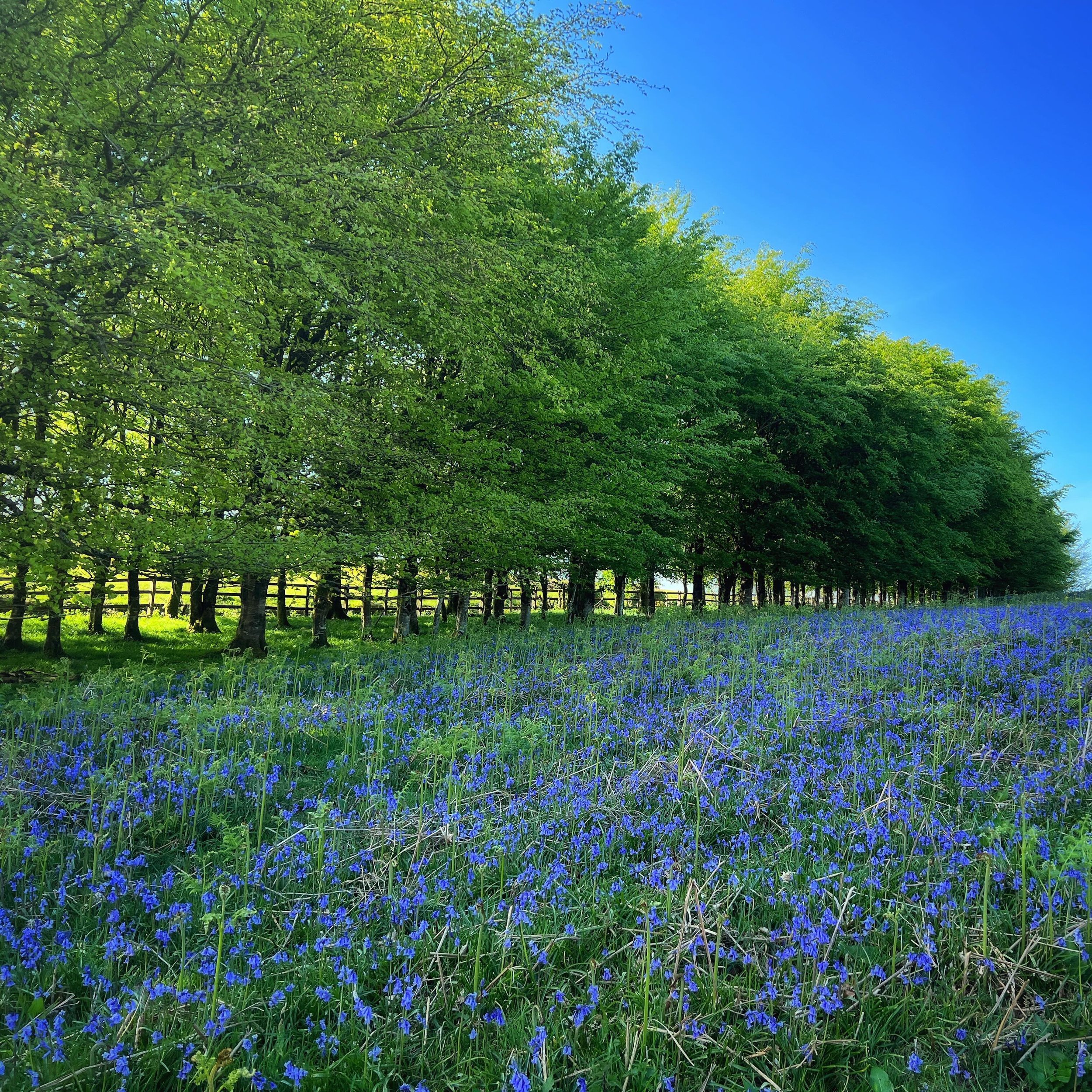 Fields of bluebells in Devon. The timing of our visit was perfect to see these in full bloom #bluebellseason