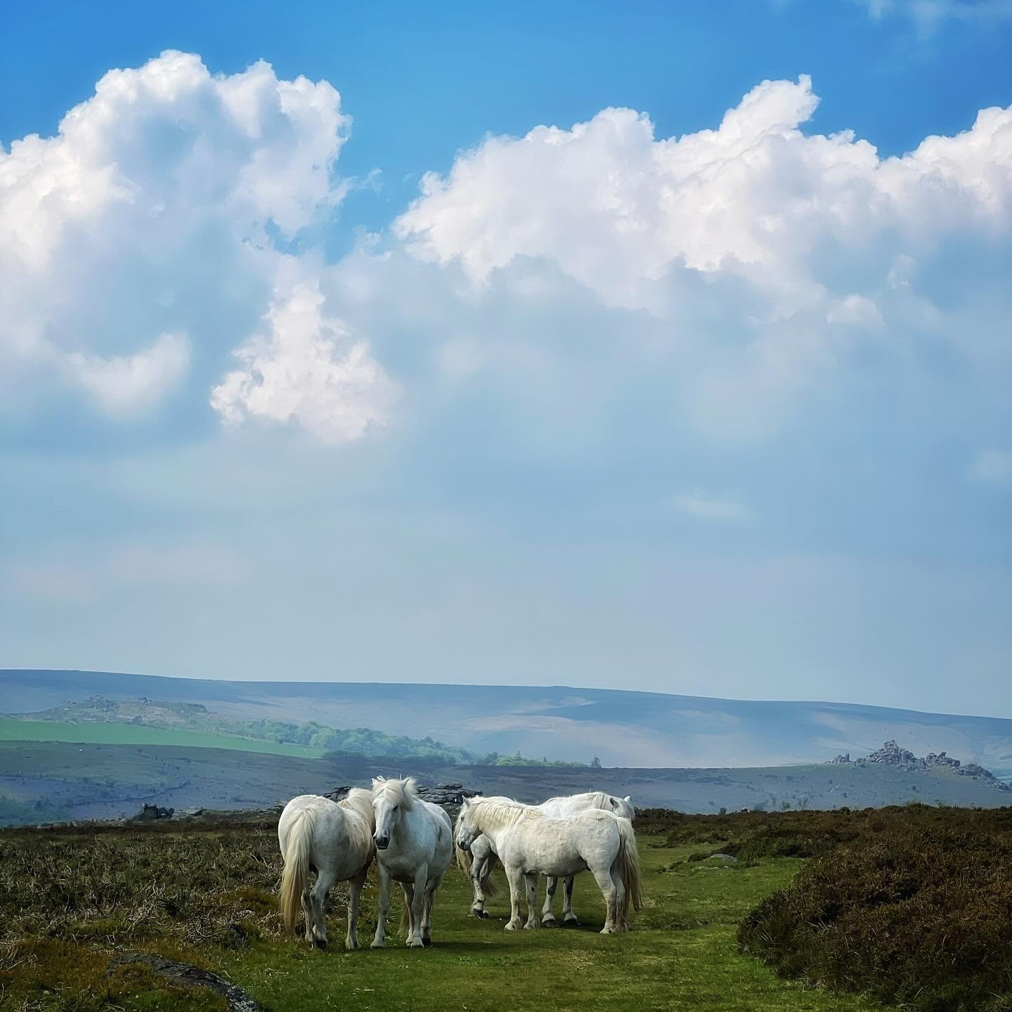 A beautiful walk on Dartmoor with views of the Dartmoor ponies