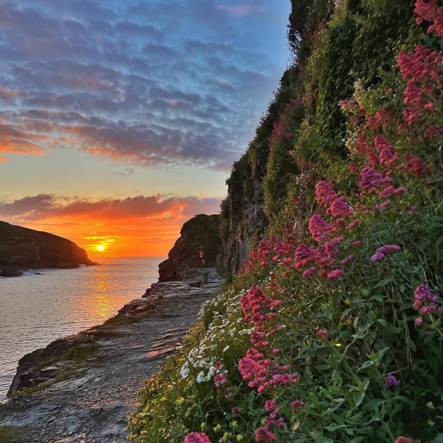So many wildflowers everywhere we went! I love coastal edges, especially when they include a sunset #cornwall