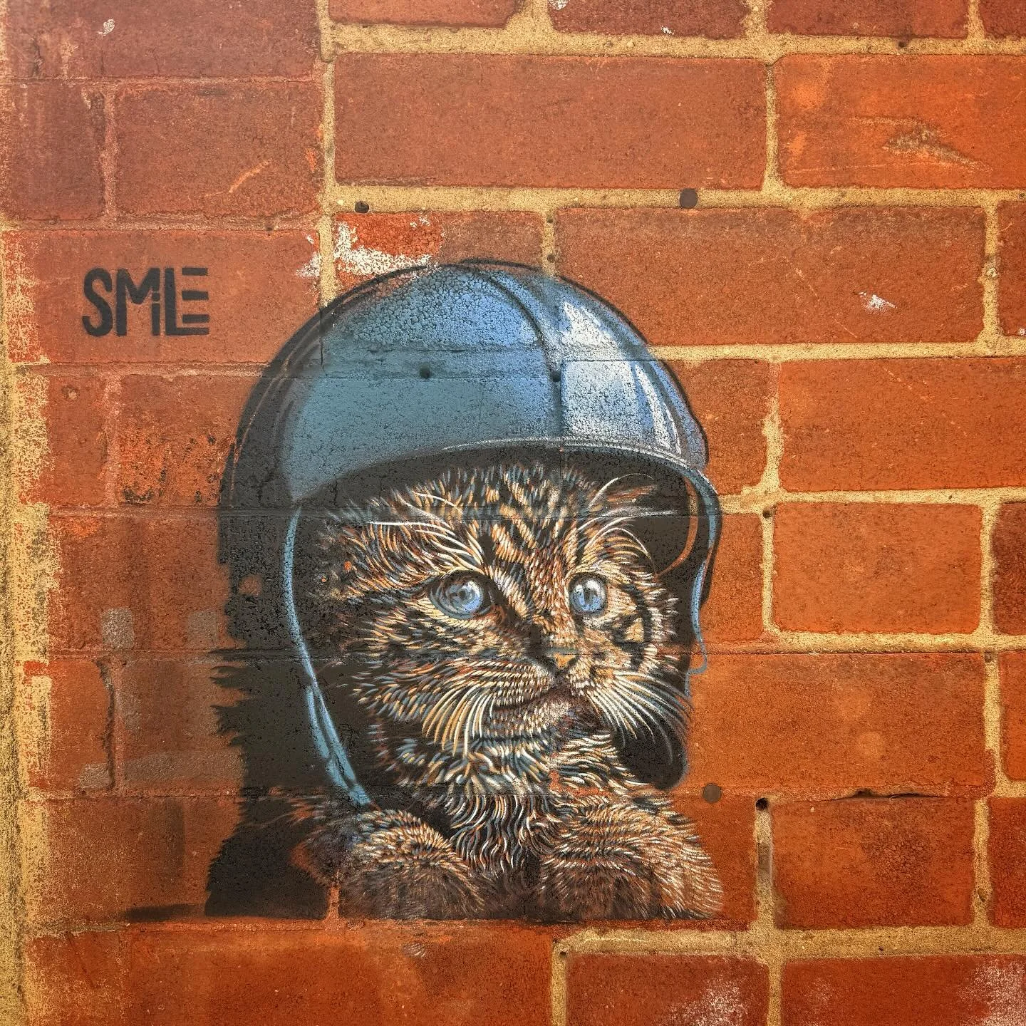 Loved the cat art I found while exploring Boulder downtown. I really appreciate artists who create public art.