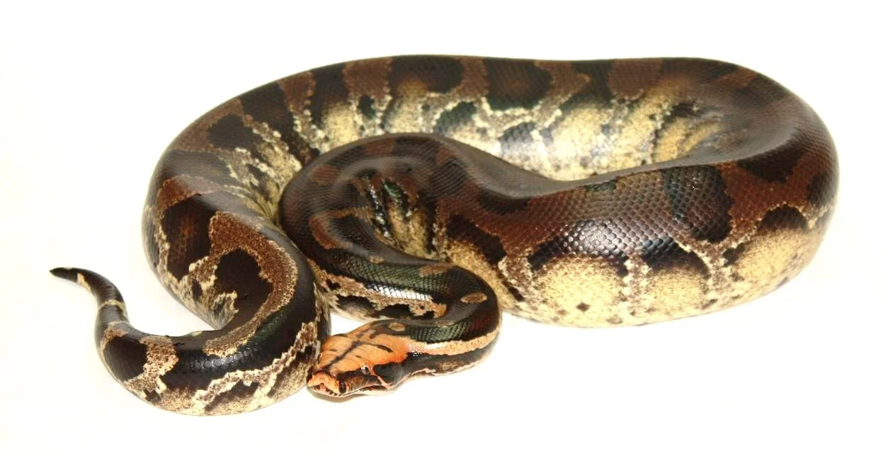 Pumpkin-headed short tail