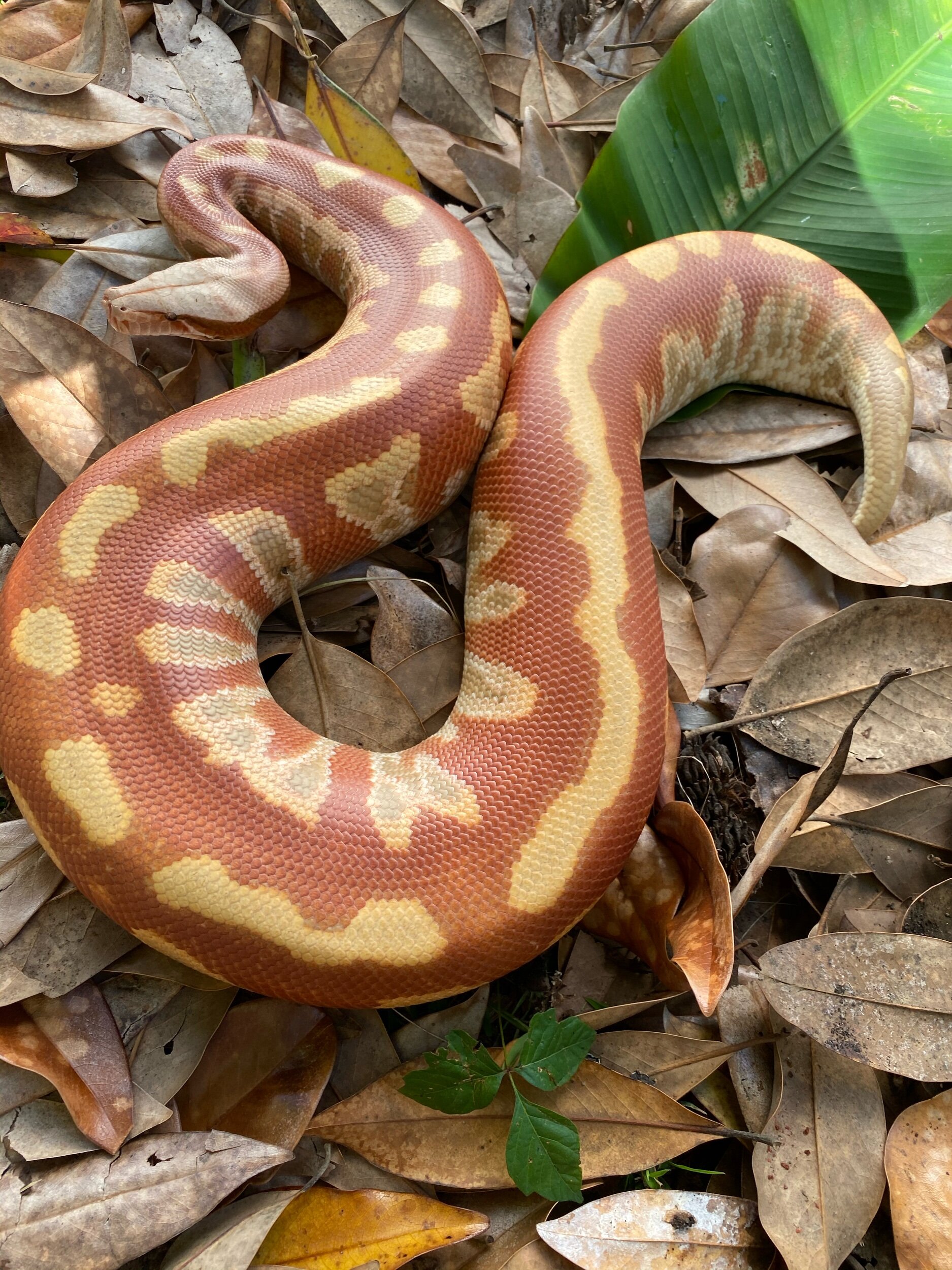 Blood & Short Tailed Python Grid — Hardin Herpetologica