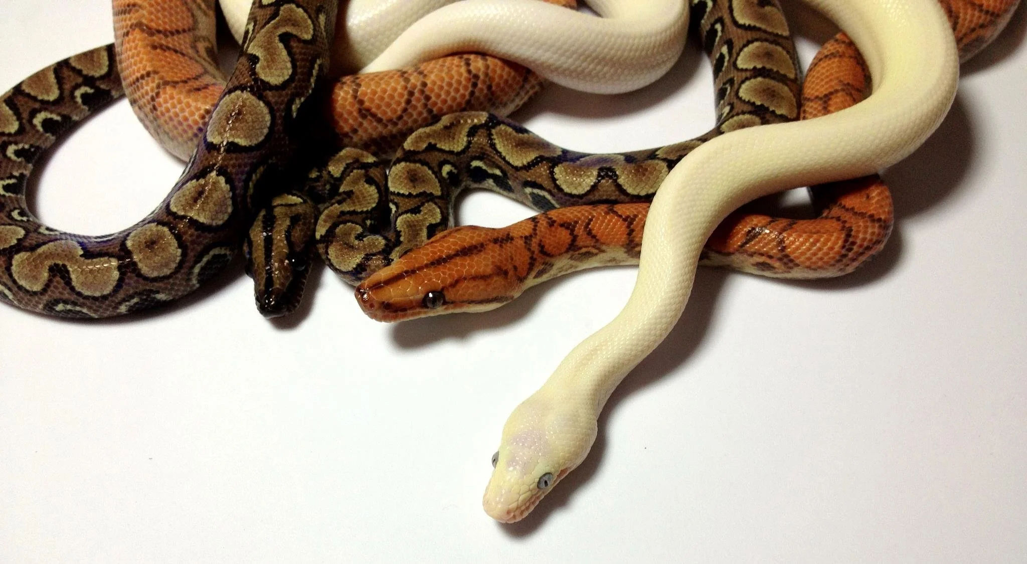 Rainbow boas