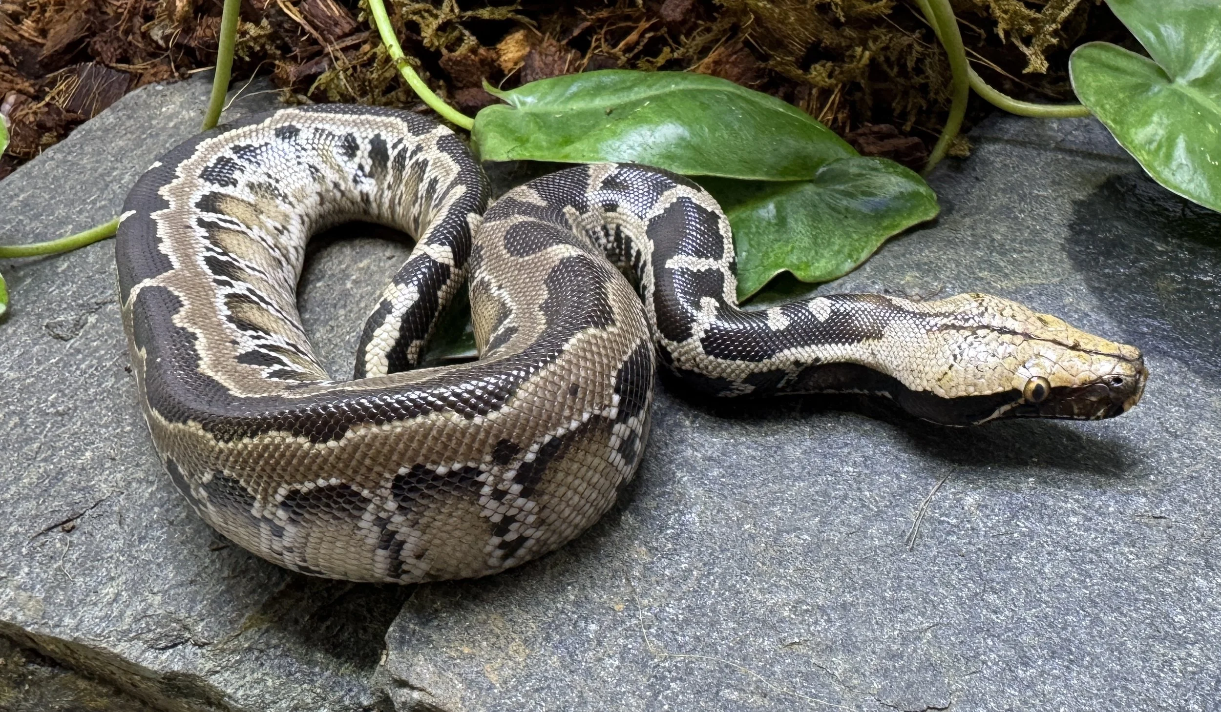 SW x TT 24-024 - $325