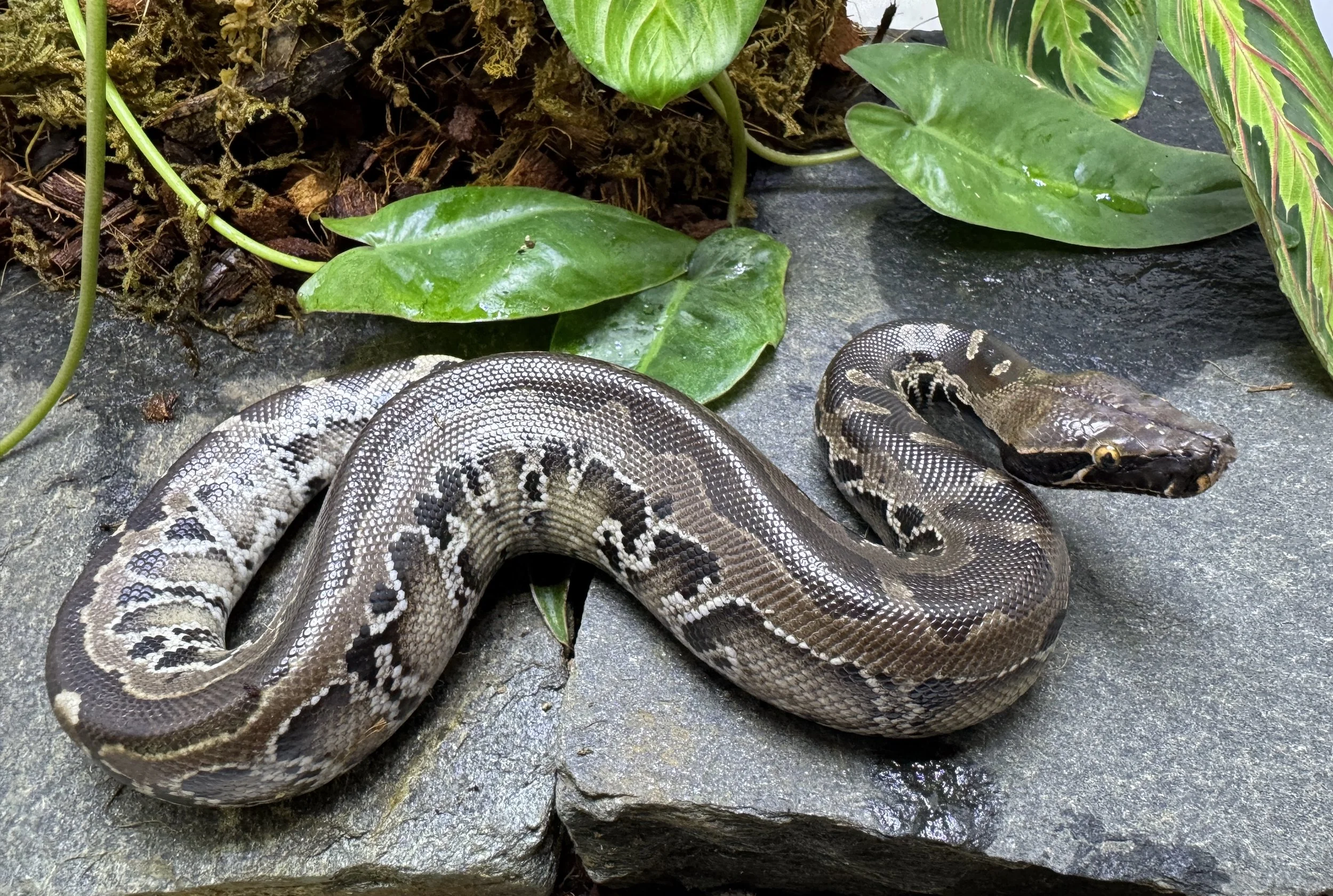 SW x TT 24-016 - $300