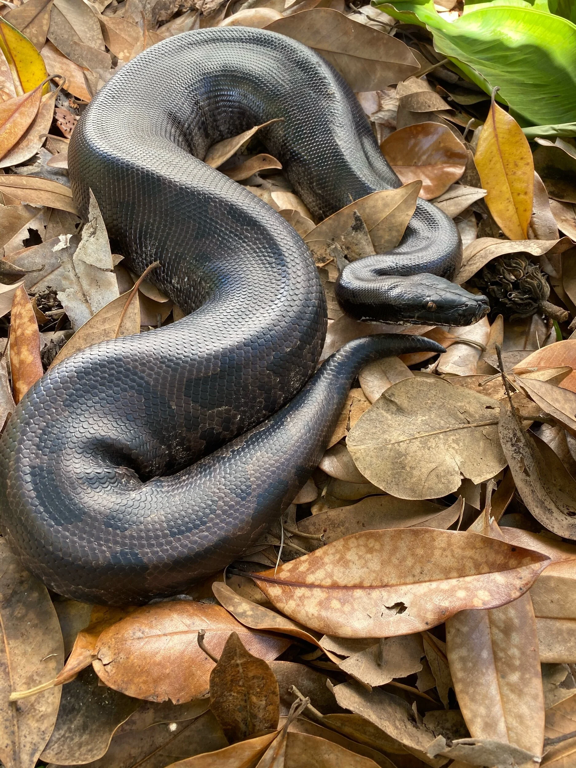 2024 Sumatran short-tailed pythons