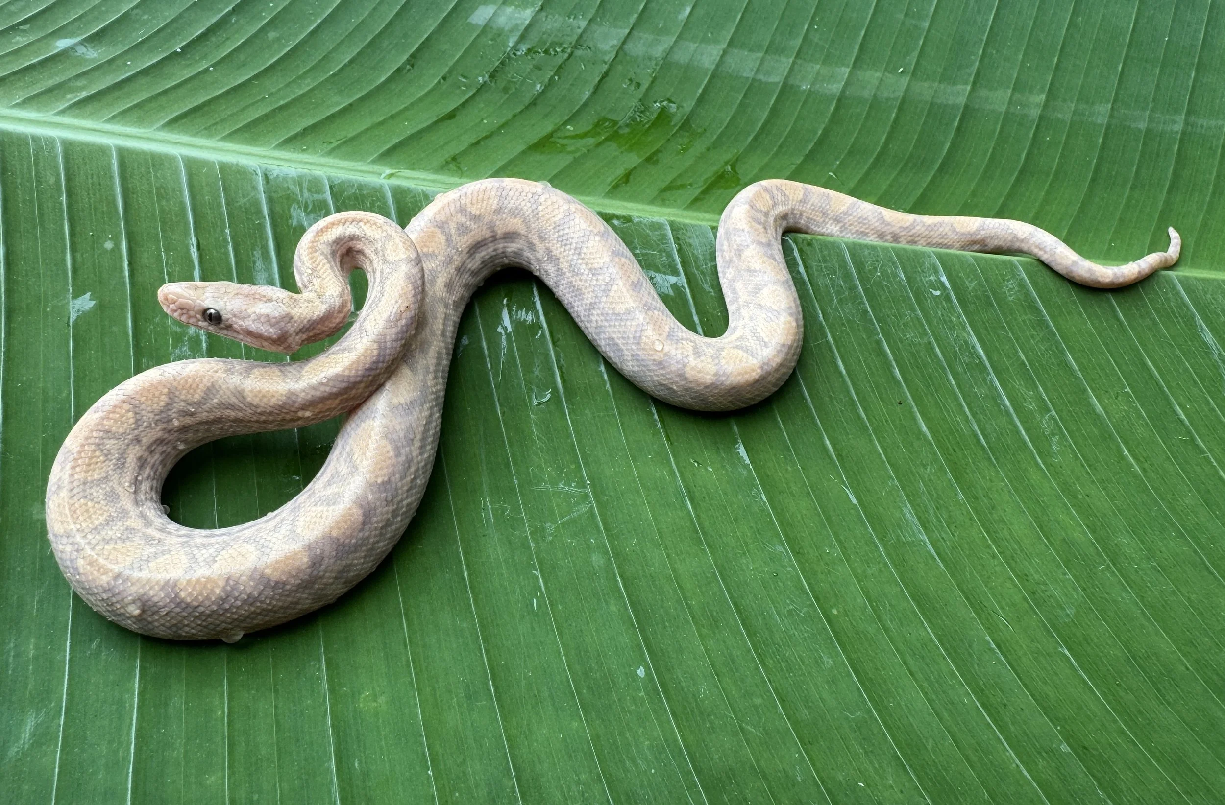  T+ albino male. 001. DOB: 5/10/2025. Currently eating thawed hopper mice.  $300   
