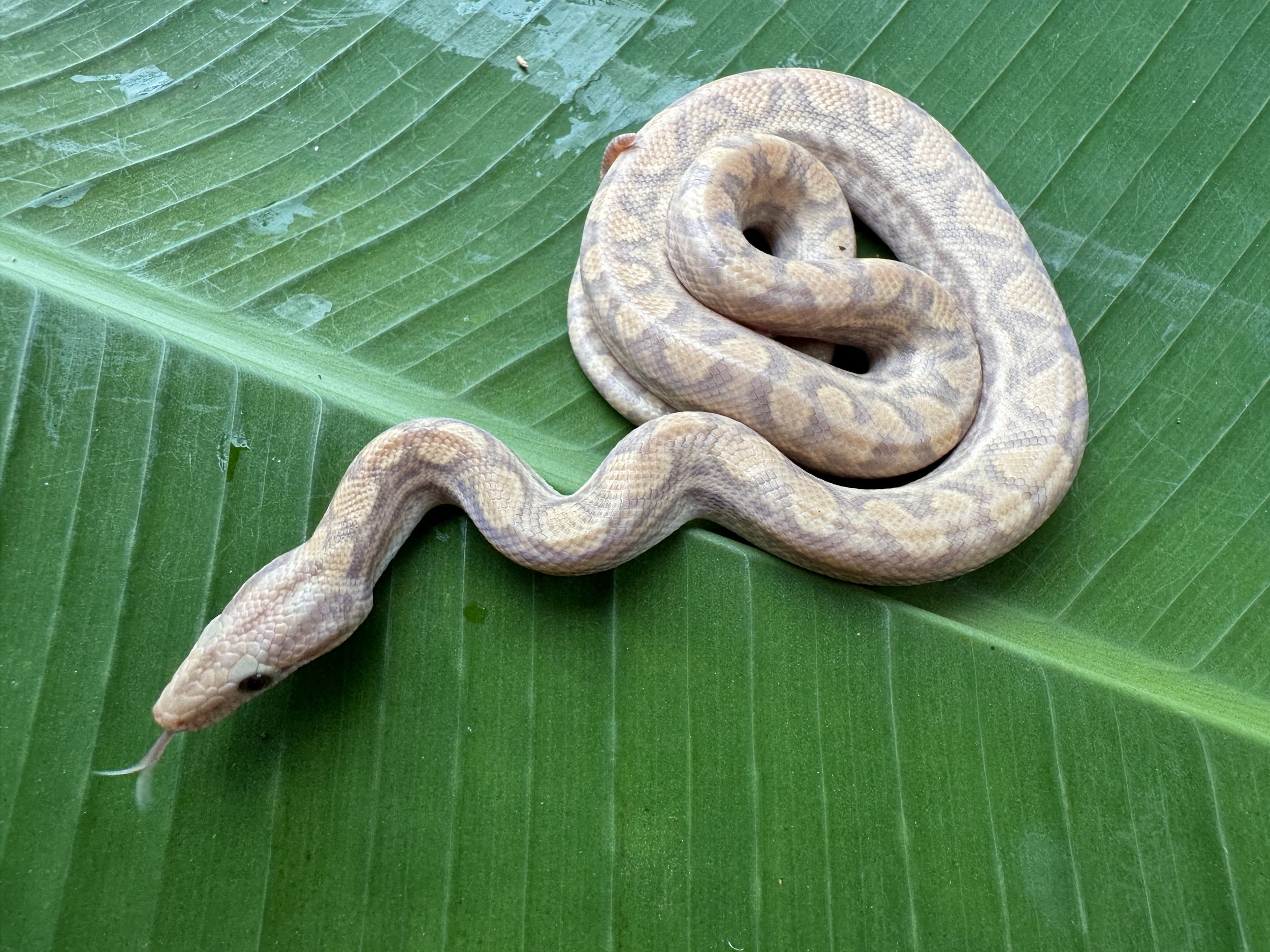  T+ albino male. 005. DOB: 5/10/2025. Currently eating thawed hopper mice.  $300   