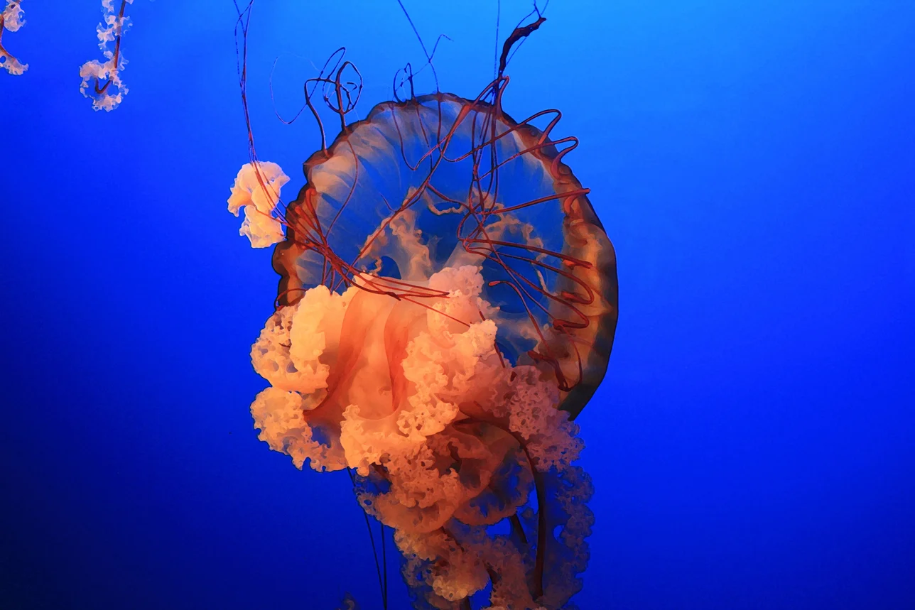 aquarium26web.jpg