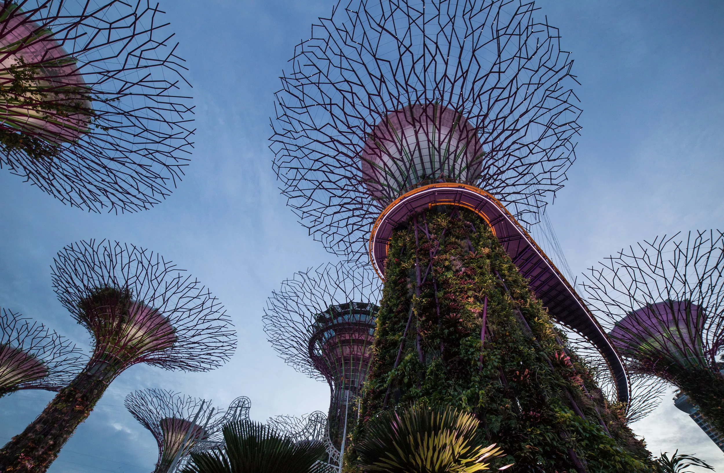  Supertrees reign over Singapore's Gardens by the Bay 