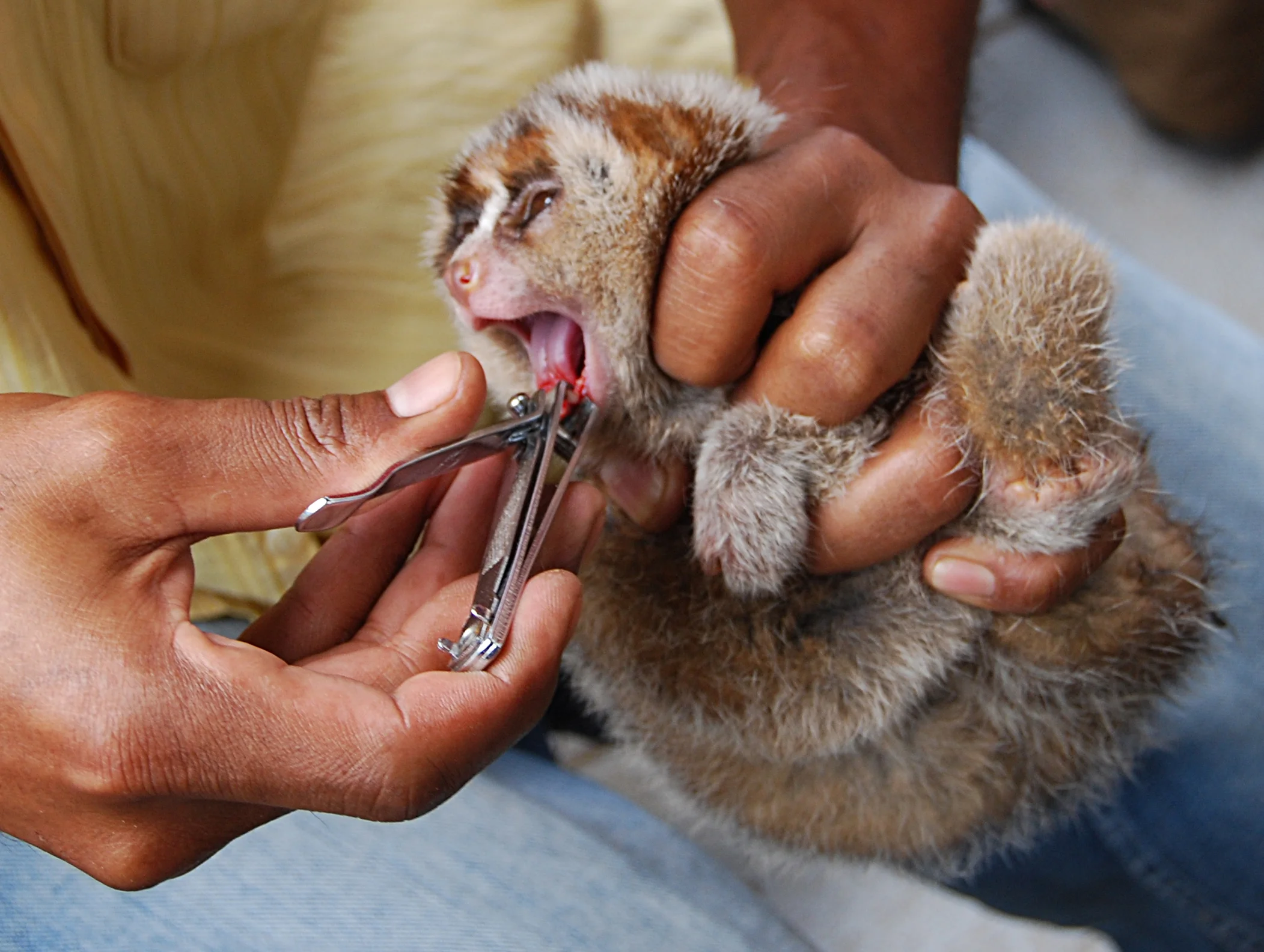 Photo by Dr. Karmele Llano Sánchez of the International Animal Rescue