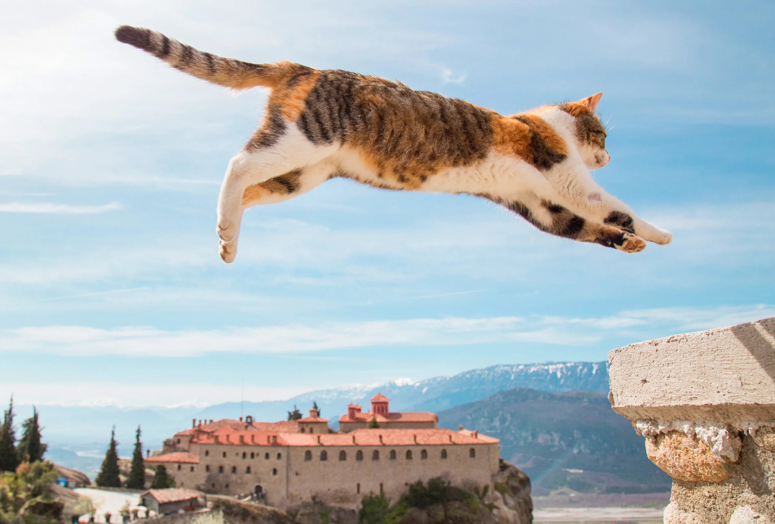  A stray cat in Meteora, Greece 