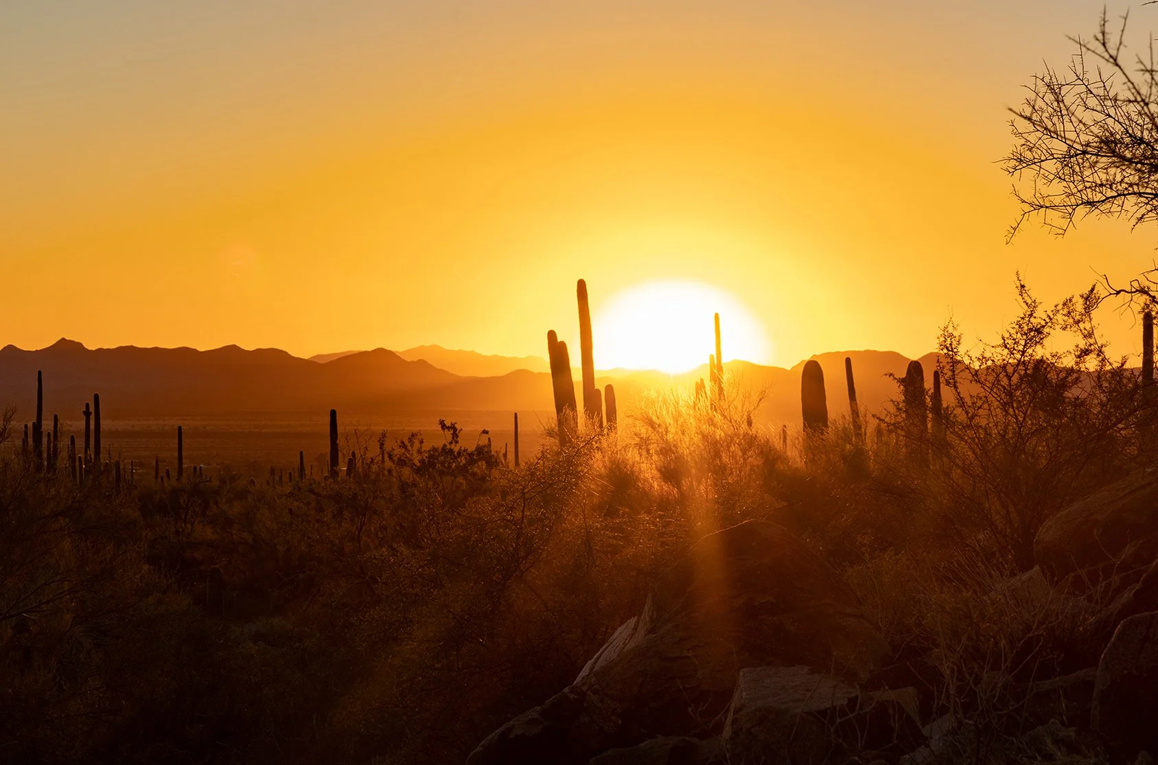  Saguaros in Arizona 