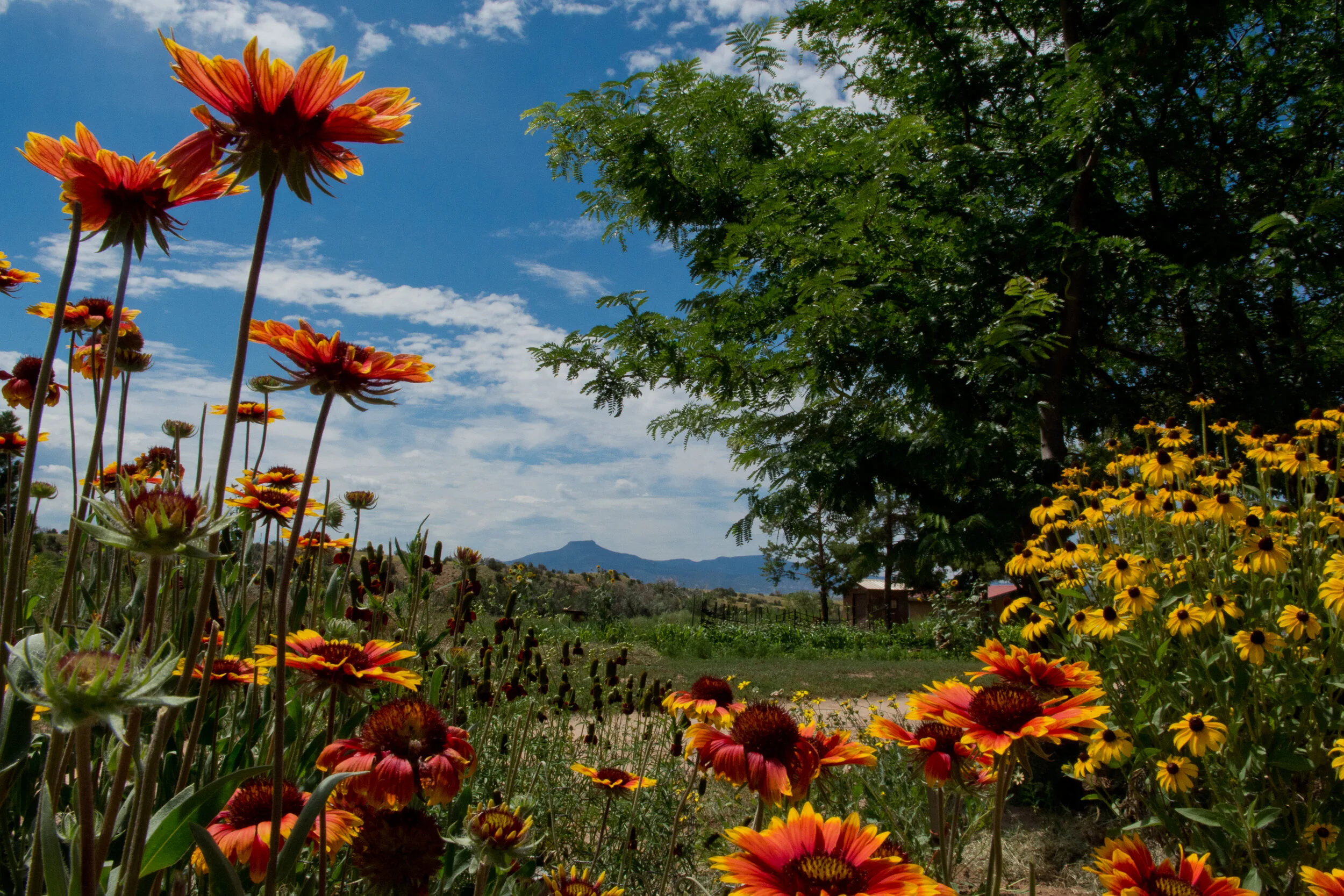 pedernal and pollinators