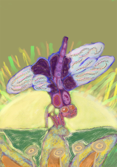 MaraClawson_EarlyDragonfly.jpg