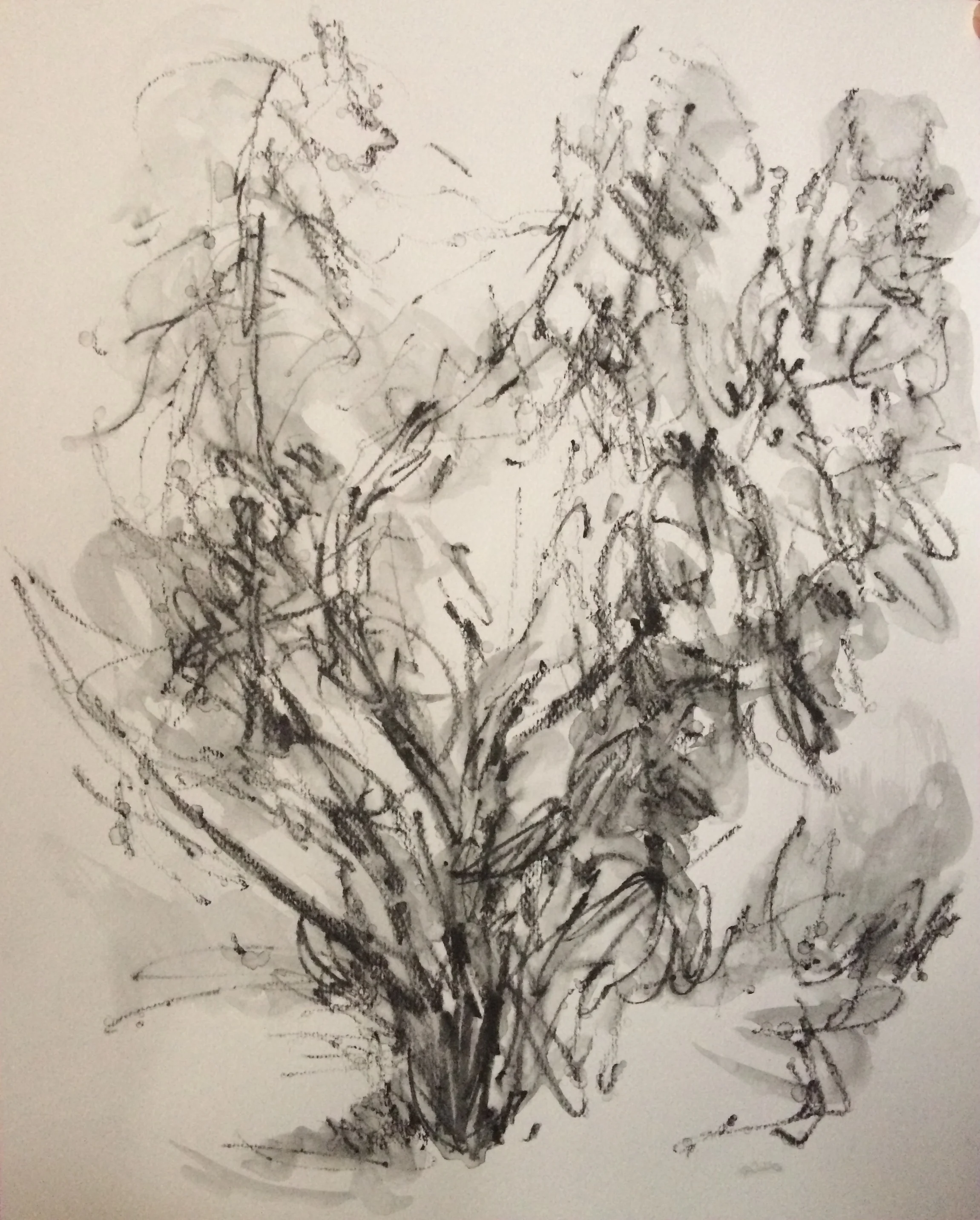 Small Tree in Venice