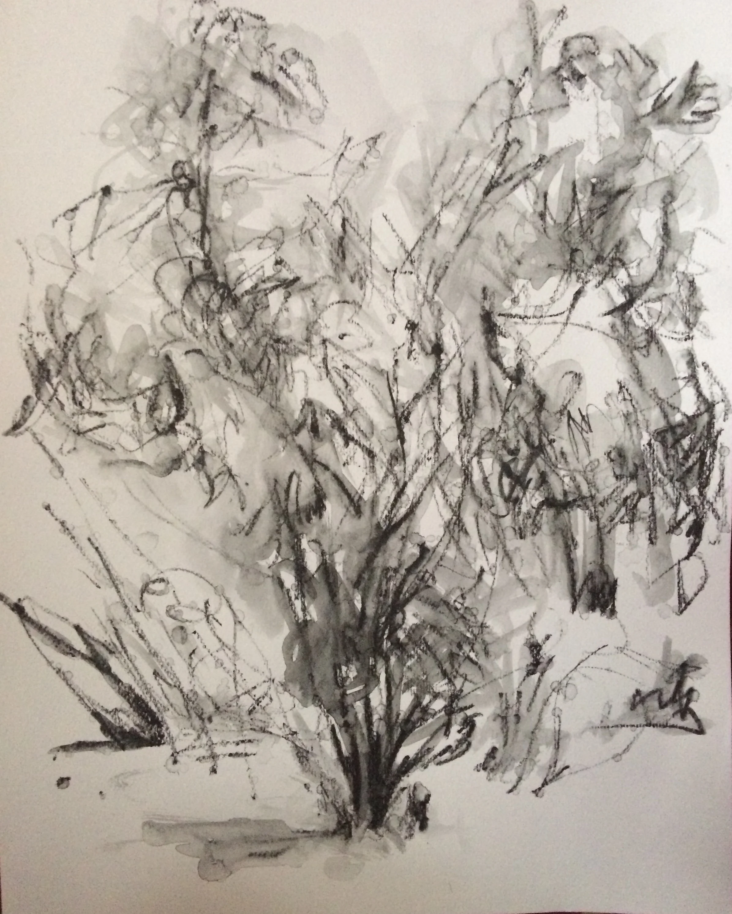 Small Tree in Venice #2
