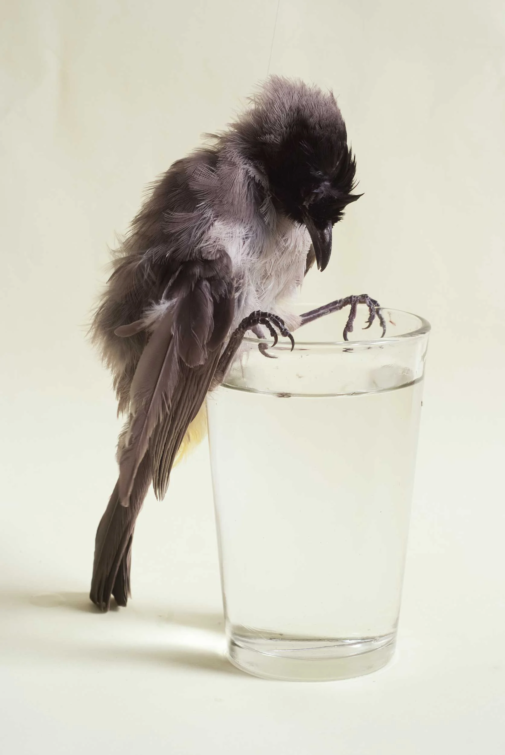 Bird on Glass